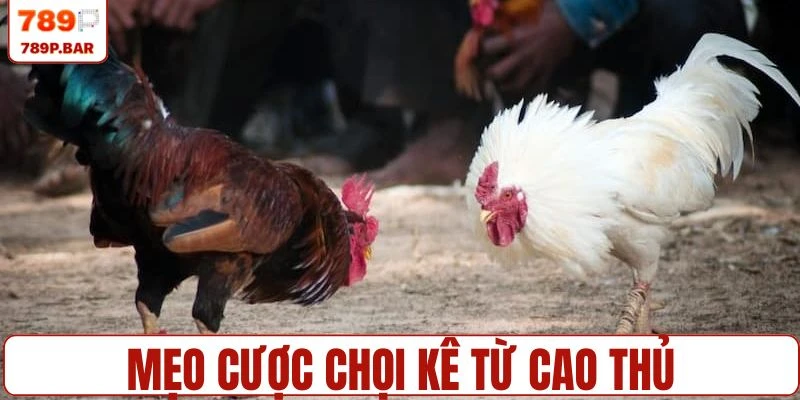 Mẹo đặt cược chọi kê từ cao thủ